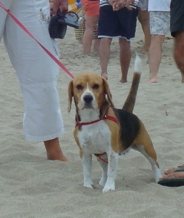 Paseando por la playa de V.Gesell